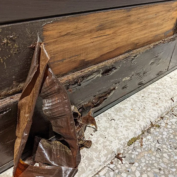 Removing+old+paint+Noosa+Carpentry+Repairs+ +Paint+Stripping+Nice+ +Smooth+Painting 1000h